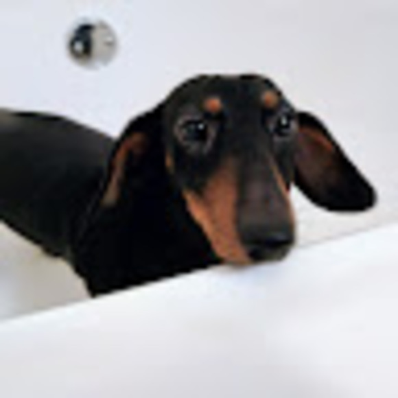 Meet your Posher, Rebekah - Picture 1 of 1